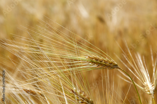 Ear young barley field in summer.