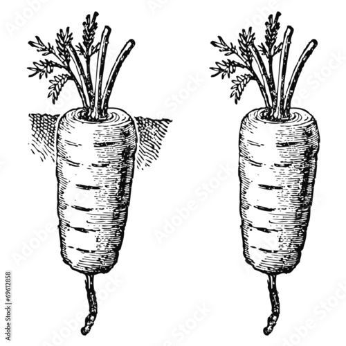 Carotte Rouge Courte Hative De Hollande