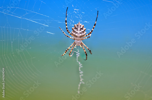Lobed Argiope (Argiope lobata) spider. © asfloro