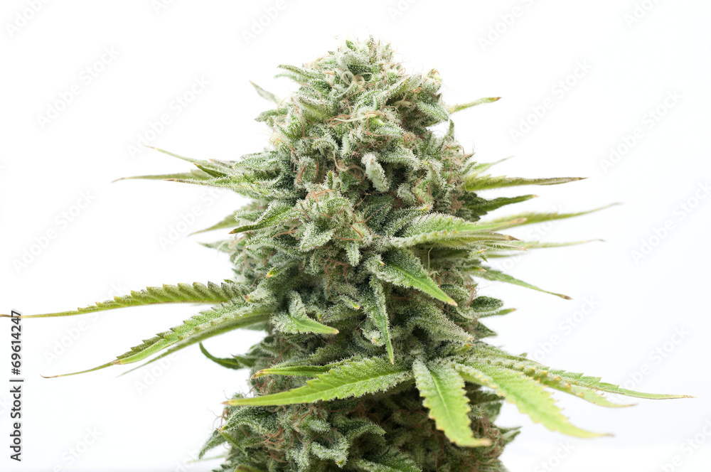 Cannabis plant isolated on white - obrazy, fototapety, plakaty 