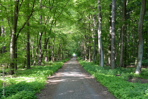 Waldweg