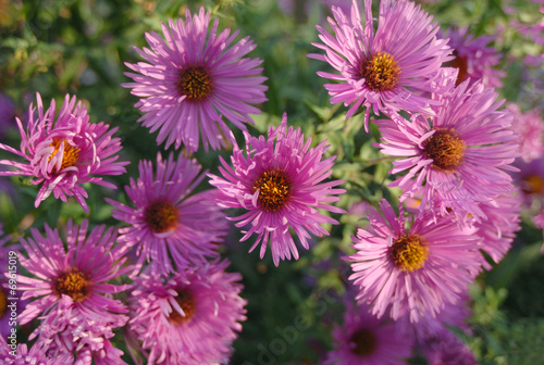 violet chrysanthemums © ggaallaa