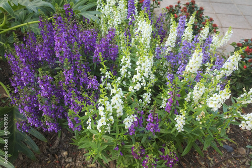 Fototapeta Naklejka Na Ścianę i Meble -  Angelonia flower