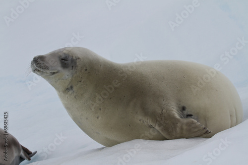 crabeater seal which lies on the ice with his eyes closed