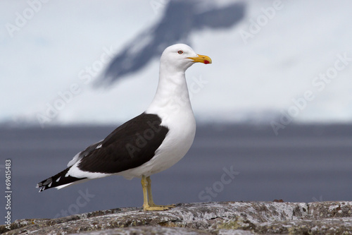 kelp gull which stands on a rock in Antarctica