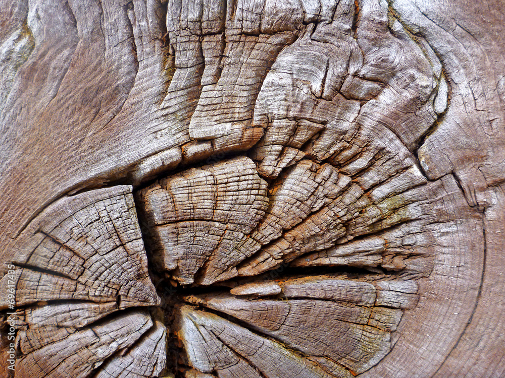 Fototapeta premium WOOD TEXTURE
