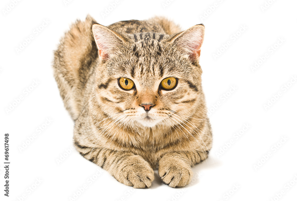 Portrait of a Scottish Straight cat