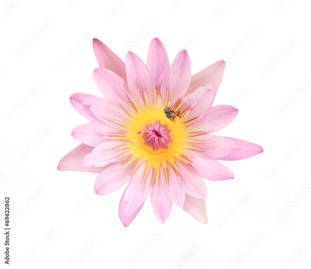 Bee on pink lotus.