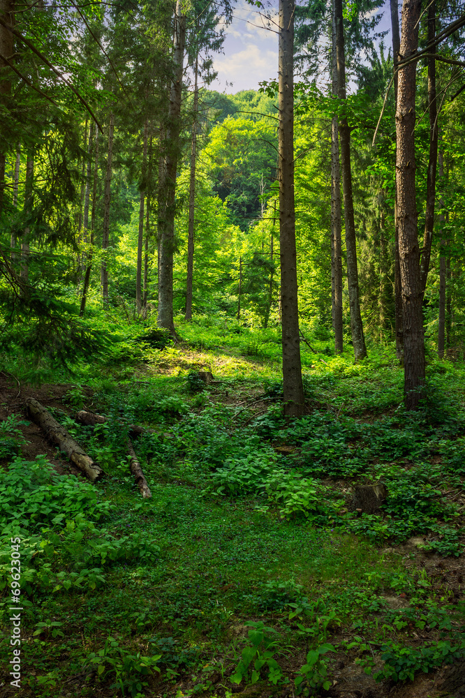 Obraz premium forest glade in shade of the trees