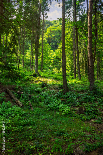 forest glade in  shade of the trees