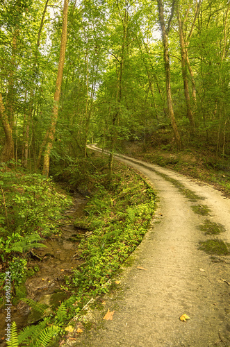 forest road