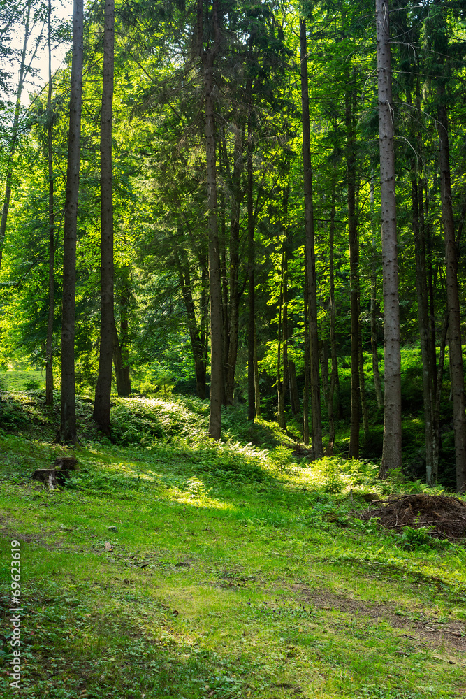 forest glade in shade of the trees at sunrise forest glade in shade of the trees at sunrise