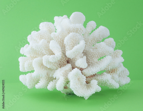 coral isolated