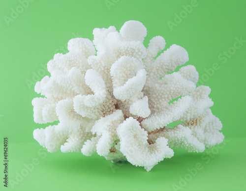 coral isolated photo