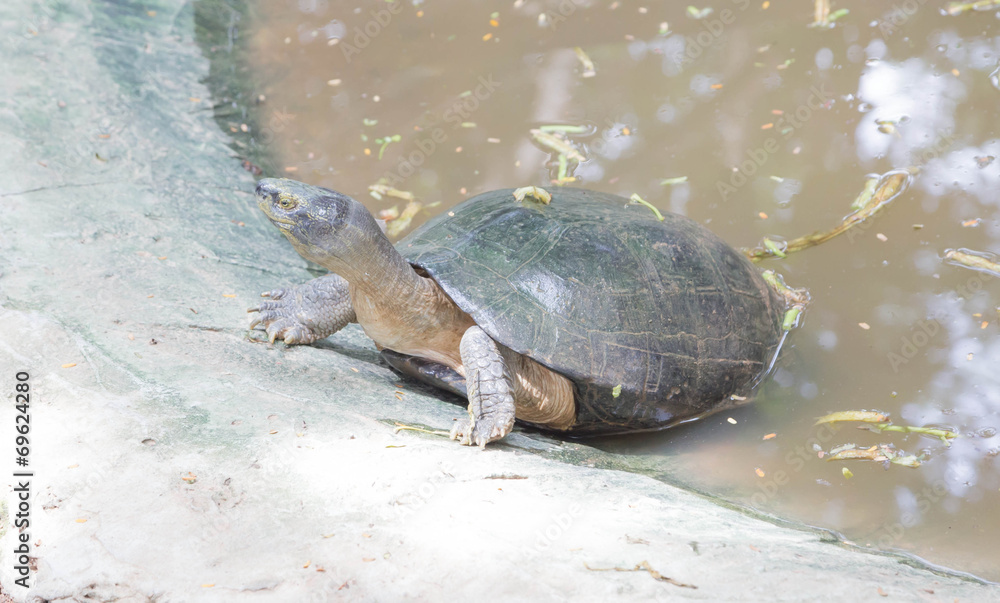 Obraz premium turtle