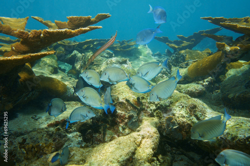Fish school of Doctorfish in a coral reef