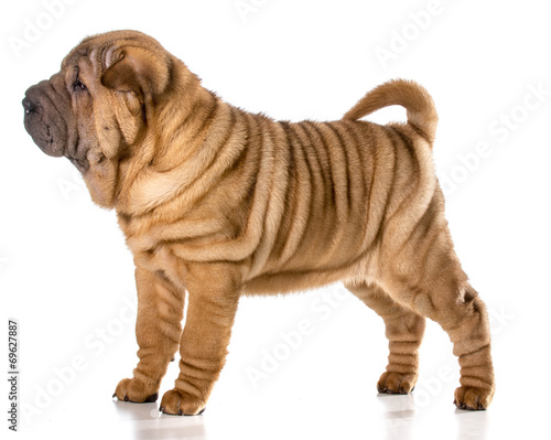 chinese shar pei © Willee Cole