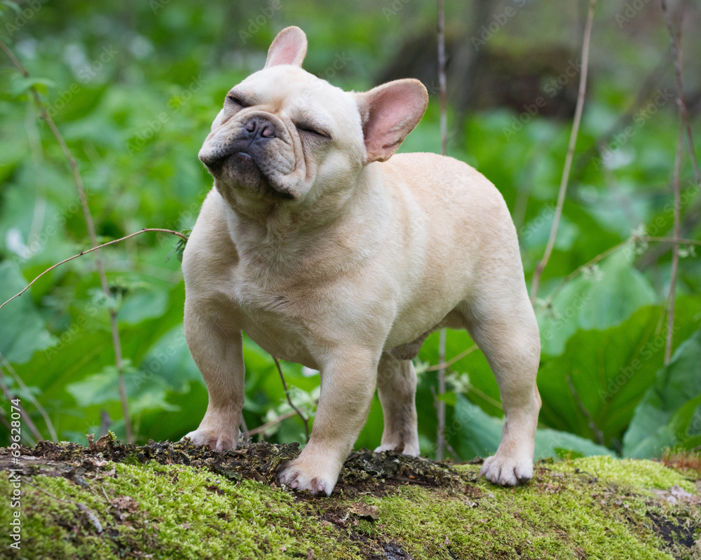 french bulldog