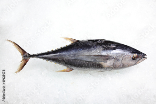 Tuna Fish on Ice background