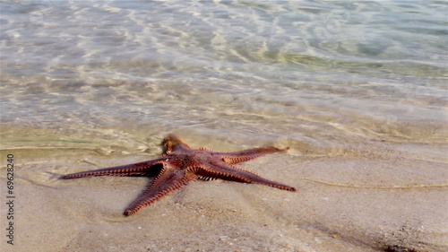 Starfish at the beach in Ria Formosa wetlands. Algarve