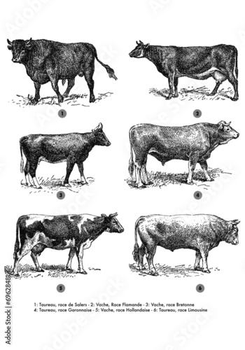 Races Bovines