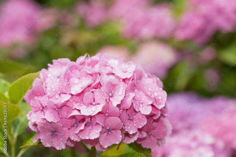 ピンクのアジサイ