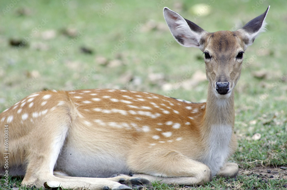 Roe deer Roe deer