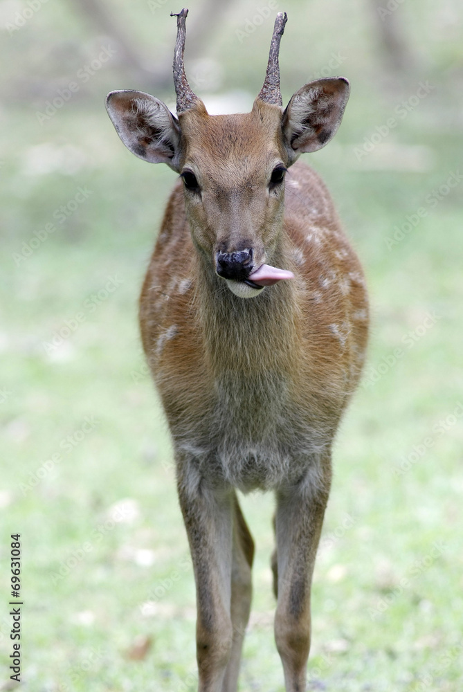 Roe deer