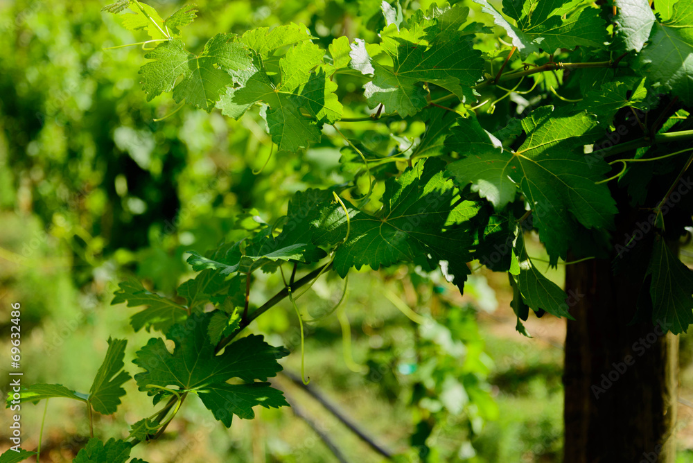 green wine grapes ripening on the vine