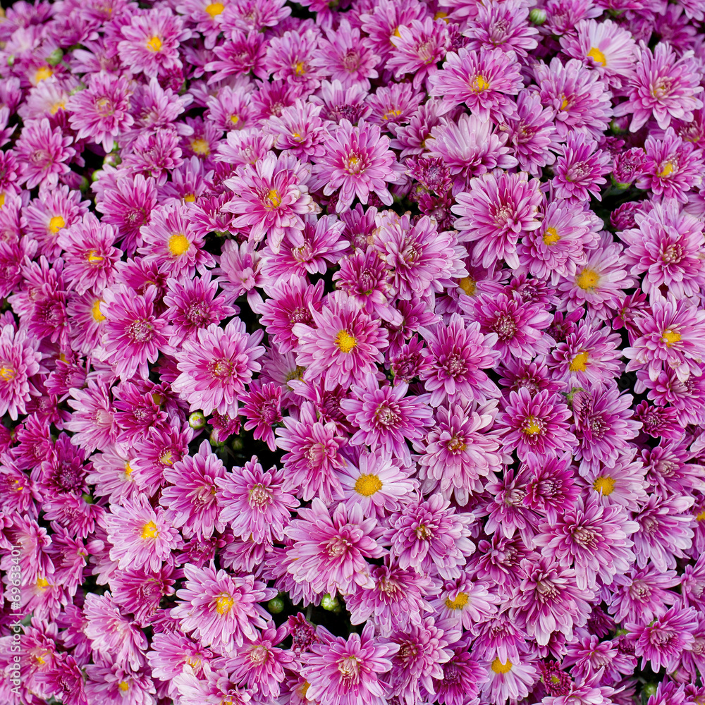 blooming beautiful pink flower blooming beautiful pink flower