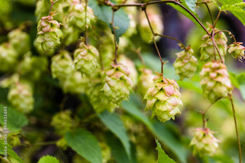 Branch of hops. Cones with sunbeams. Green leaves. Branch of hops. Cones with sunbeams. Green leaves.