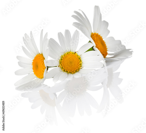 Fototapeta Naklejka Na Ścianę i Meble -  Chamomile Flowers