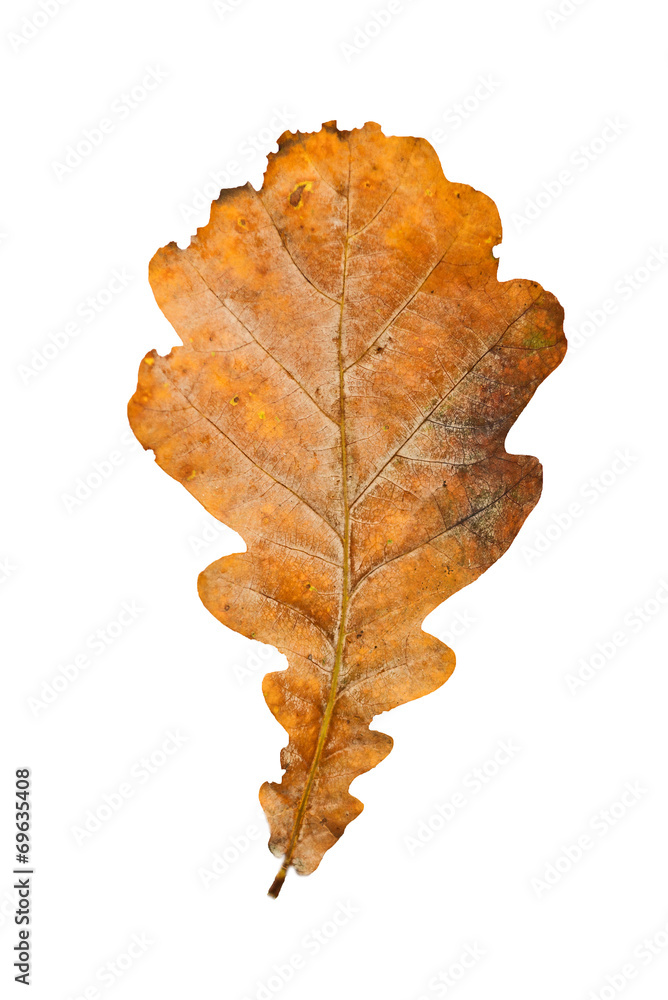 Dry oak leaf on white background Dry oak leaf on white background