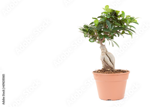 plant in pot isolated on the white backgrounds