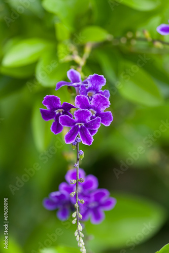 garden flowers