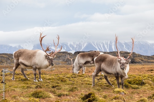Herd of wild reindeer in Arctic tundra