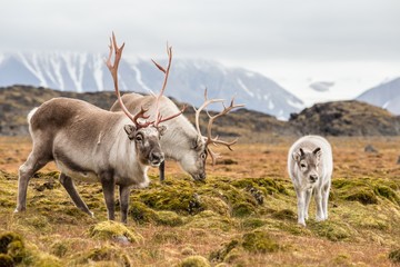 Papier peint photo Arctique Famille de rennes sauvages arctiques  © Incredible Arctic