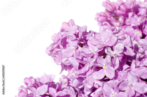 lilac flower © Pakhnyushchyy