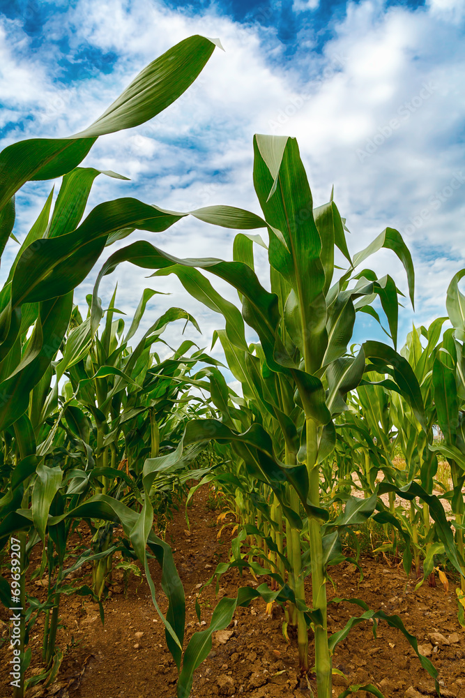 Green corn field growing up with clouds on the sky Green corn field growing up with clouds on the sky