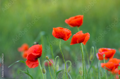 red poppy © Pakhnyushchyy