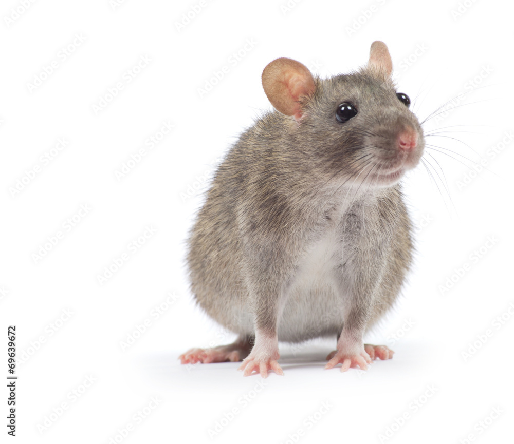 rat rat