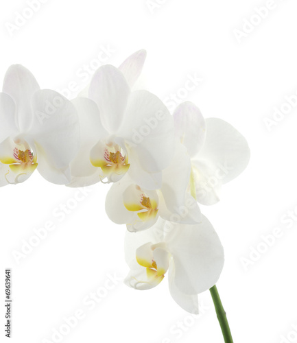 Fototapeta Naklejka Na Ścianę i Meble -  orchids