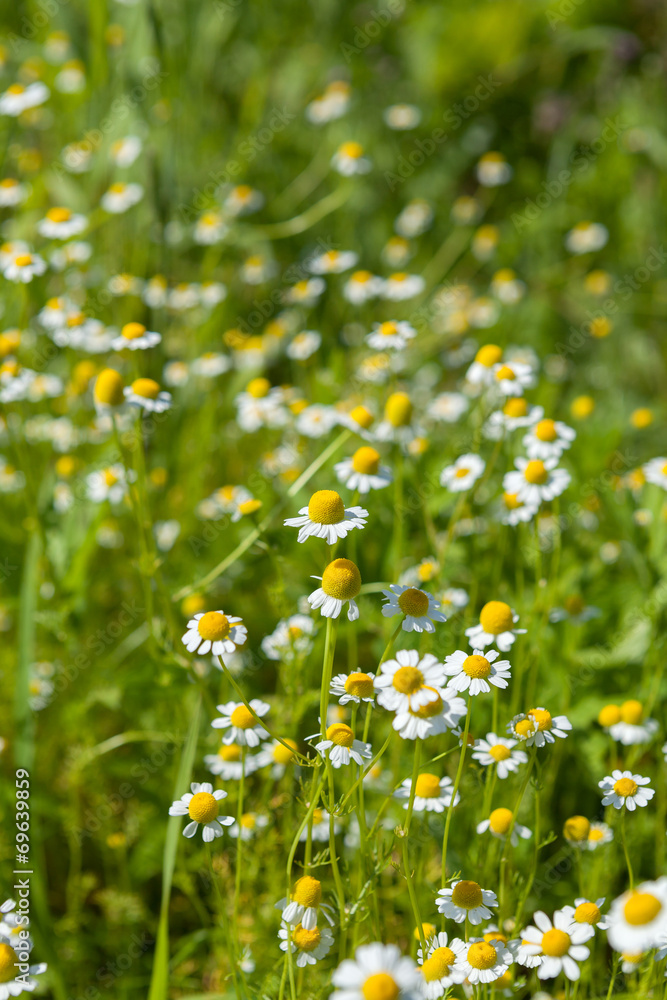 Chamomile Chamomile