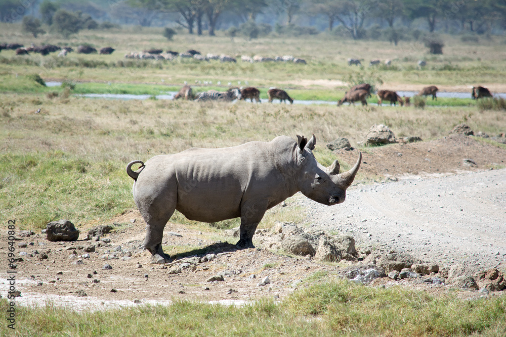 Fototapeta premium Rhinocéros Blanc Lac Nakuru