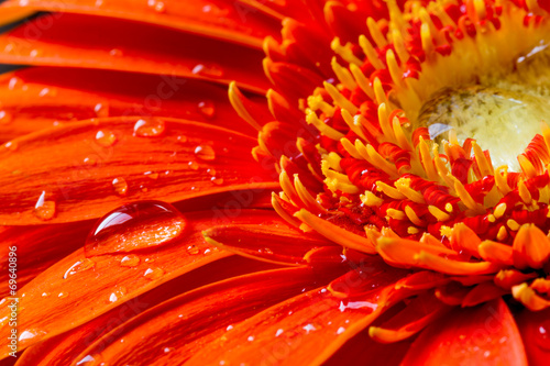 red gerbera flower with water droplets