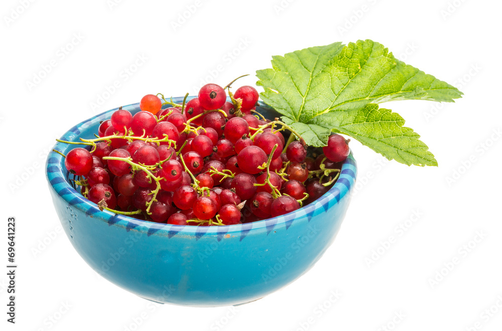 Red currant Red currant