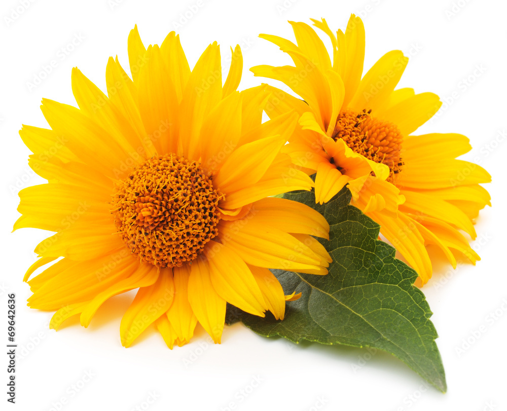 Naklejka premium yellow flowers