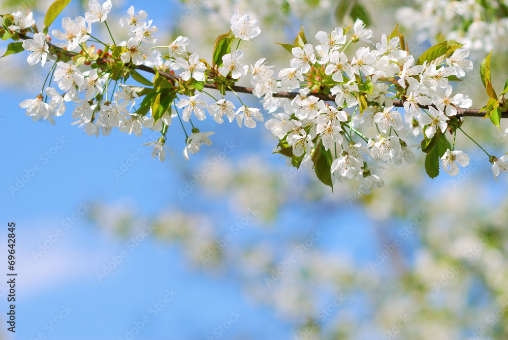 White blooming tree branch in springtime White blooming tree branch in springtime