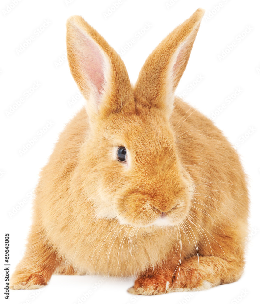 Fototapeta premium Rabbit