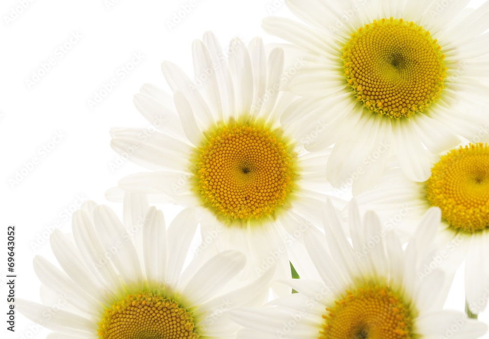 Fototapeta premium Chamomiles on white background